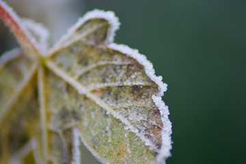 frozen leafs on a december morning