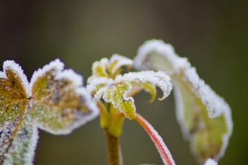 frozen leafs on a december morning
