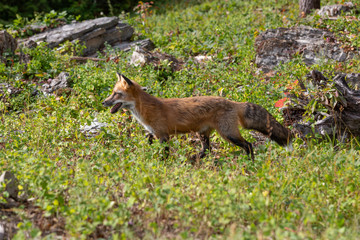 Naklejka na ściany i meble Red Fox crossing a Meadow 