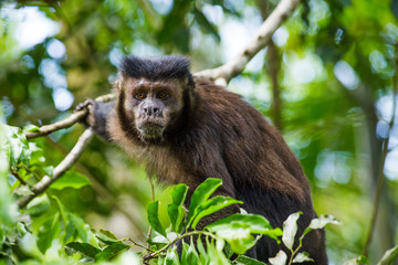Brazil Jungle Monkey