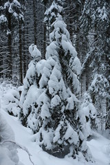 Snow-covered firs