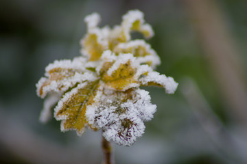 ice rimmed flower on a winter morning