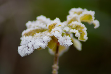 ice rimmed flower on a winter morning
