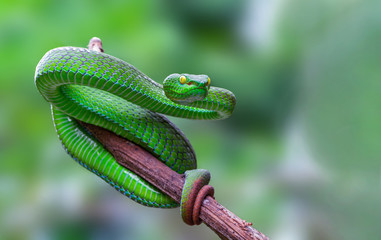 Large-eyed Pit Viper or Trimeresurus macrops, beautiful green snake coiling resting on tree branch with green background , Thailand.