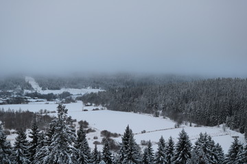 Clearing in the snow forest