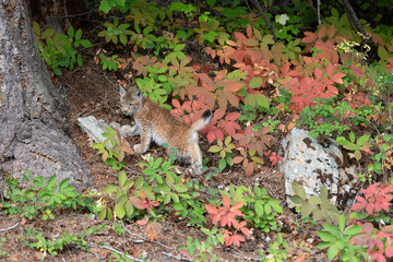 Juvenile Bobcat in fall foliage 