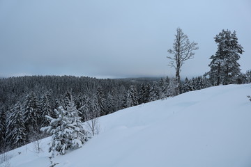 winter landscape with trees and snow