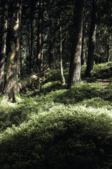 swiss landscapes and mountains