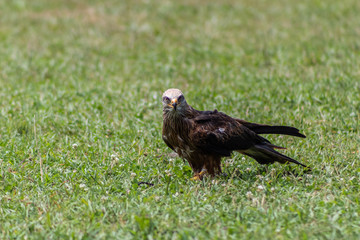 royal kite in its territory, in Cantabria, Spain