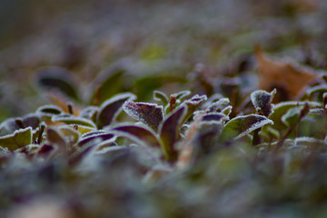 frozen hedge leaves on a winter morning