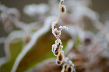 frozen vine branches on a cold morning
