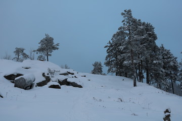 Trees in the snow rocks