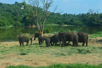 Plakat herd of elephants