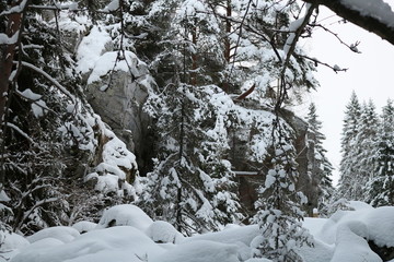 trees in snow