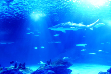 Fototapeta na wymiar Blue fish and shark in blue water. Color 2020 concept