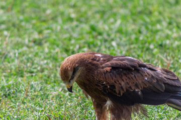 royal kite in its territory, in Cantabria, Spain