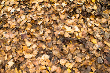 autumn leaves on the ground. Brown and golden background