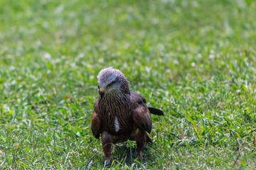 royal kite in its territory, in Cantabria, Spain