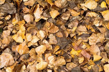 autumn leaves on the ground. Brown and golden background