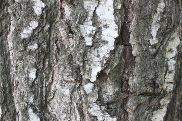 Natural tree bark texture