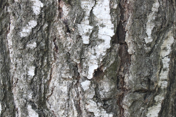 Fototapeta premium Natural tree bark texture