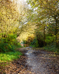 Walk in the woods on a autumn day.
