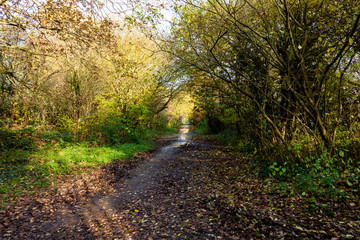 Walk in the woods on a autumn day.