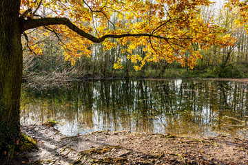 Woodland refections in small pond.