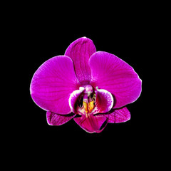 Fototapeta na wymiar Beautiful purple orchid isolated on a black background