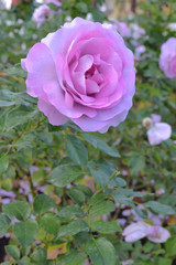 紫のバラクローズアップ背景