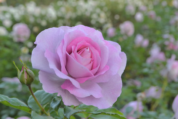 紫のバラクローズアップ背景