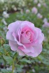 紫のバラクローズアップ背景