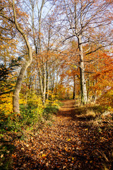 Walk in the woods on a autumn day.