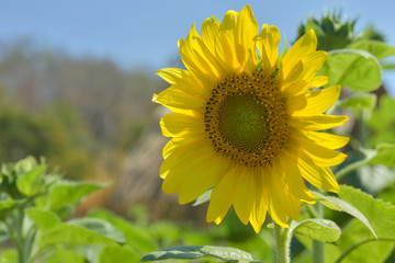 Fototapeta premium Beautiful sunflower in nature garden