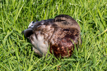 A mallard sleeping in high green grass