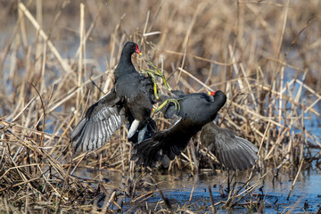 Moorhens Fighting