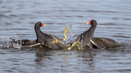 Moorhens Fighting