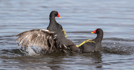 Moorhens Fighting