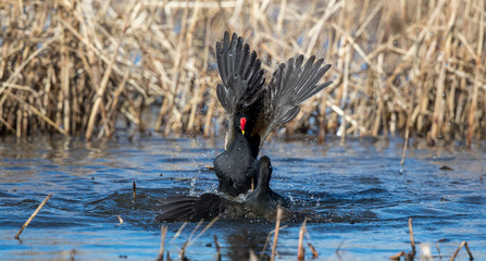 Moorhens Fighting