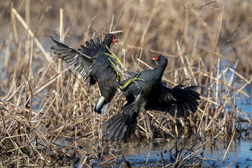 Moorhens Fighting