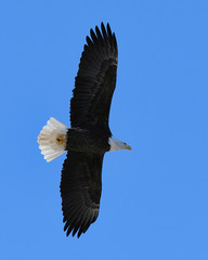 bald eagle in flight