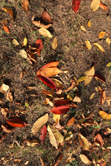 yellow, red and orange leaves on the ground. autumn background with fallen leaves, vertical image