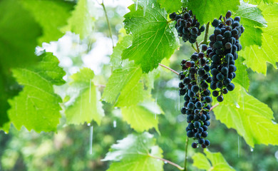 Grape leaf pictures