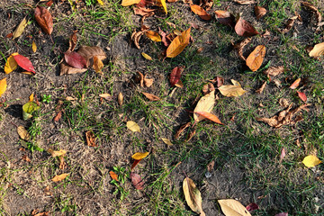 yellow, red and orange leaves on the ground with green grass. autumn background with fallen leaves in the park.