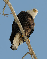 bald eagle