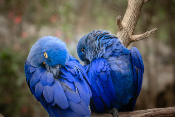 Hyacinth Macaw © Jonathan
