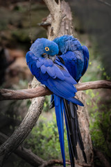 Hyacinth Macaw © Jonathan