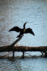 An American darter in flight