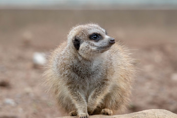 Fototapeta premium Meercat