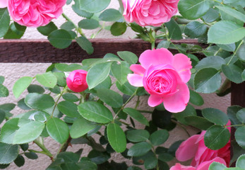 pink beautiful roses on a half-timbered house